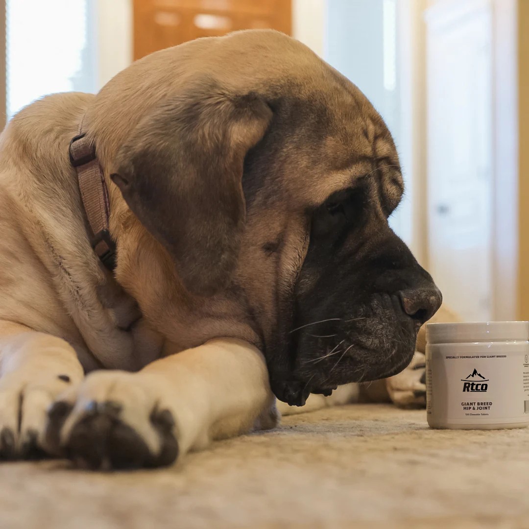 pet supplement packaging jar