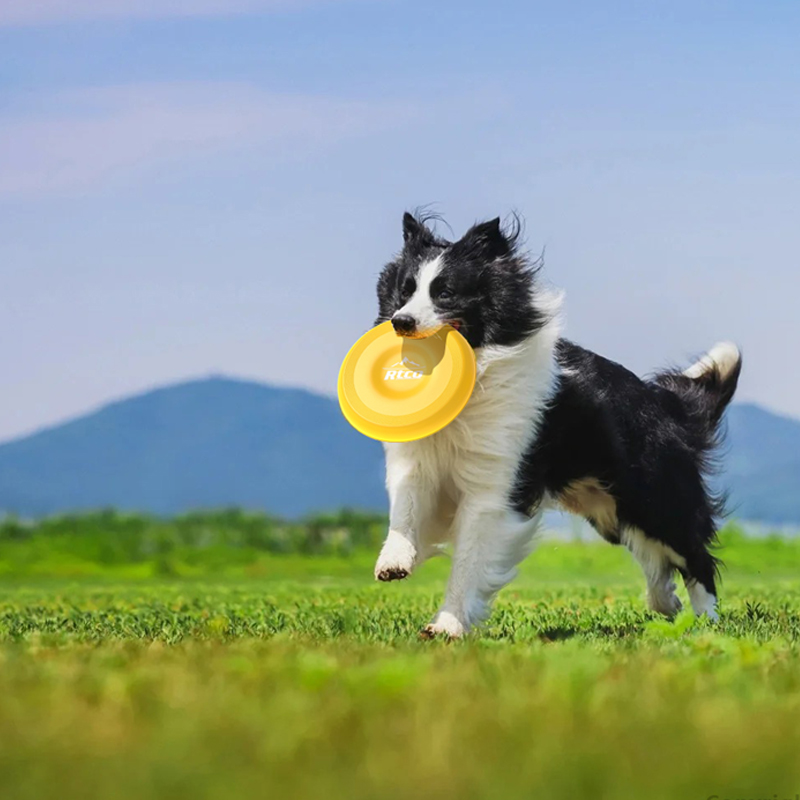 plastic bottle container with frisbee lid for pet healthcare supplement packaging